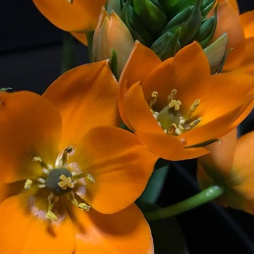 オーニソガラムの花言葉 結婚式にぴったり 花の特徴や品種は Greensnap グリーンスナップ